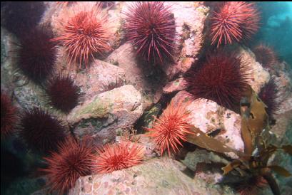 small copper rockfish hiding in middle of picture