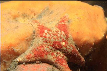 small leather star and yellow sponge