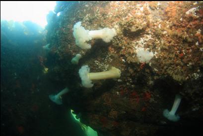 anemones under large boulder