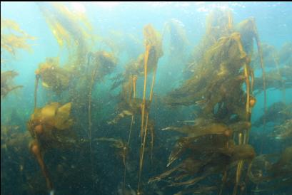 bull kelp