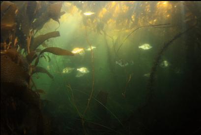 perch under the kelp