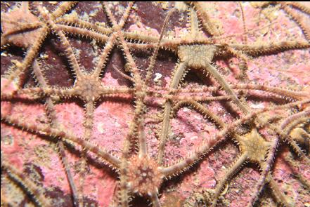 brittle stars