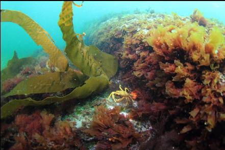 kelp crab in the shallows