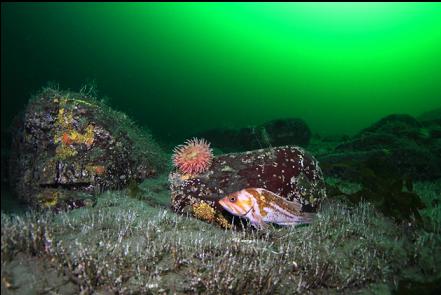 copper rockfish and painted anemone