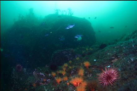 black rockfish above orange cucumbers