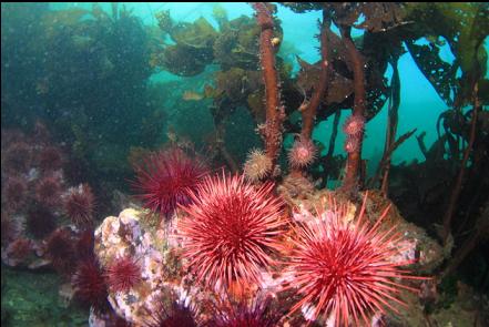 brooding anemones above urchins