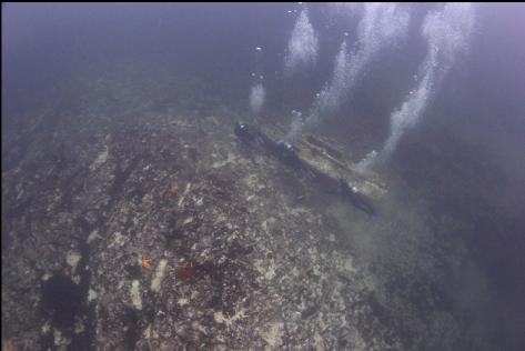 school group divers