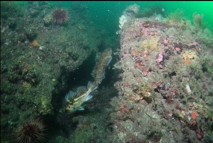 copper rockfish and cabezon