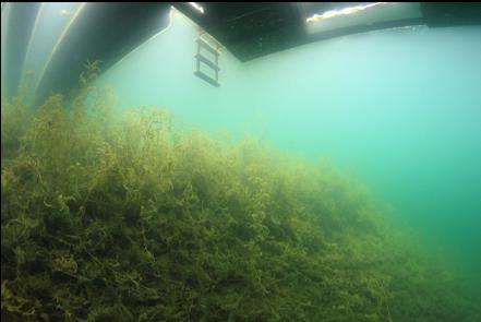 under a dock