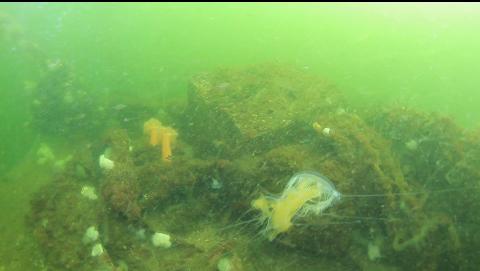 debris on top of the drydock