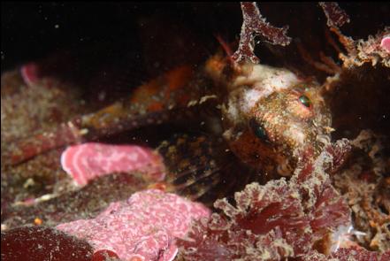 sculpin