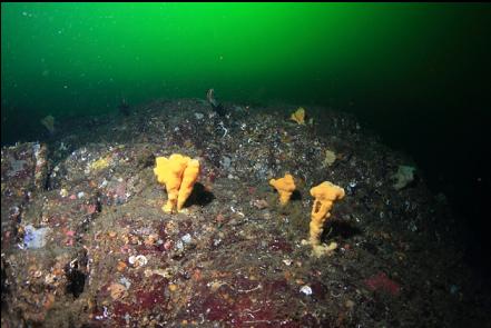 small cloud sponges