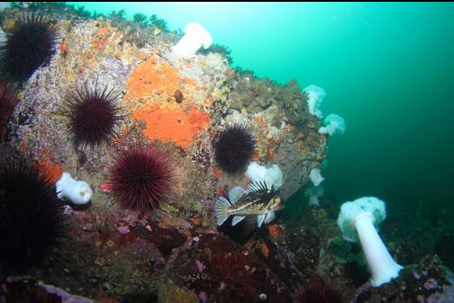 copper rockfish