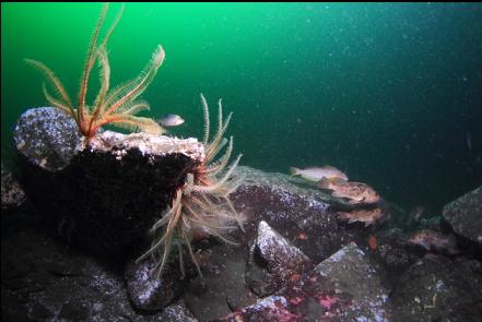 feather stars and fish