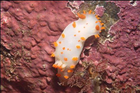 clown nudibranch