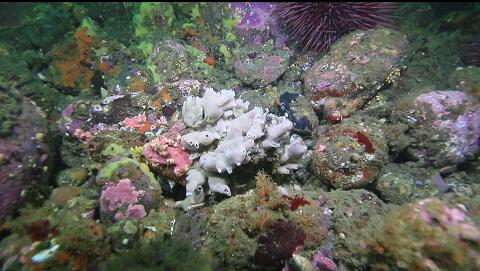 sponge on the flat bottom