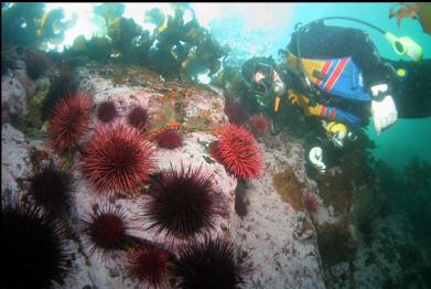 fish-eating anemone and urchins