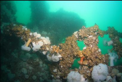 barnacles, plumose anemones and yellow sponge 