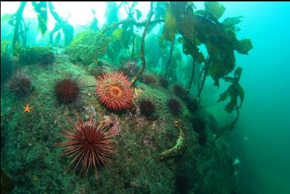 near base of reefs