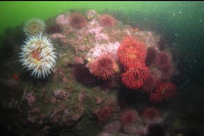 fish-eating anemones