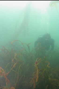 EELGRASS IN BAY