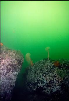 PLUMOSE ANEMONES ON BOULDERS