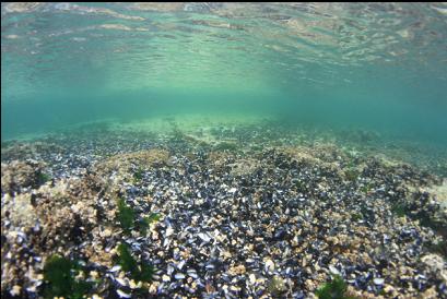 mussel shells in shallows