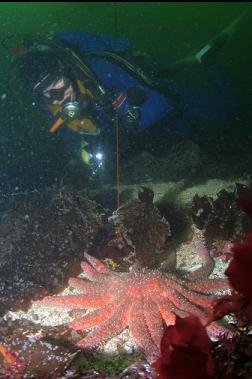 SUNFLOWER STAR ON SAND ABOVE WALL