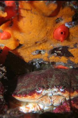 RED ROCK CRAB UNDER TUNICATES