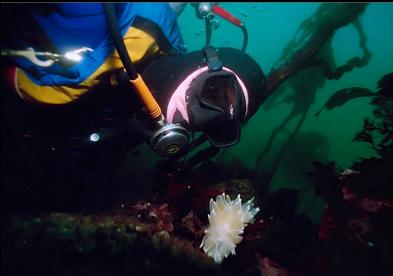 ALABASTER NUDIBRANCH