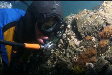 anemones near surface