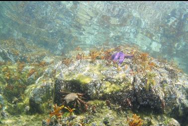 kelp crab near surface