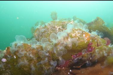 hooded nudibranchs