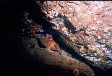 COPPER ROCKFISH ON WALL