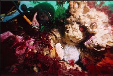 SPONGES AND ANEMONES