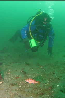 ANDREW AND JUVENILE CANARY ROCKFISH OVER SAND