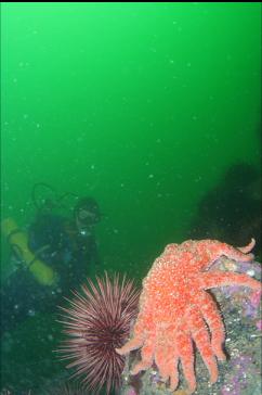 SUNFLOWER STAR AND URCHIN