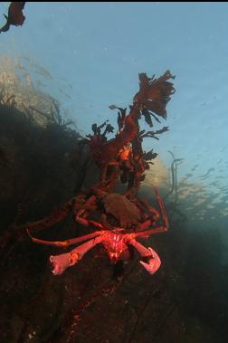 kelp crabs