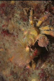 CRAB DECORATED WITH HYDROIDS