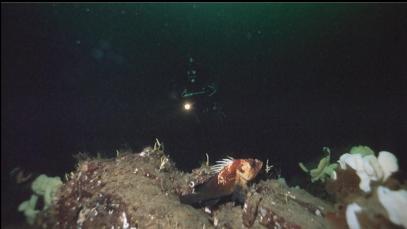 QUILLBACK ROCKFISH NEAR CLOUD SPONGES