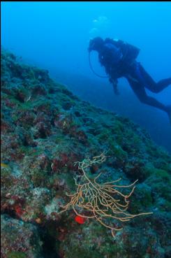 GORGONIAN NEAR TOP OF WALL