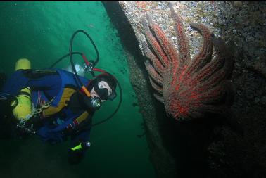 sunflower star under real malaspina galleries