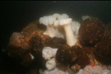 plumose anemones and cemented tube worms