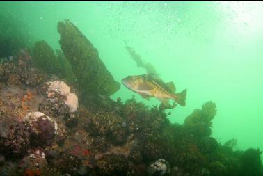 copper rockfish