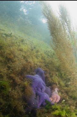 seastars near surface