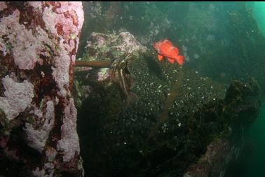 juvenile vermilion rockfish