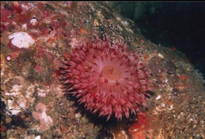 ANEMONE