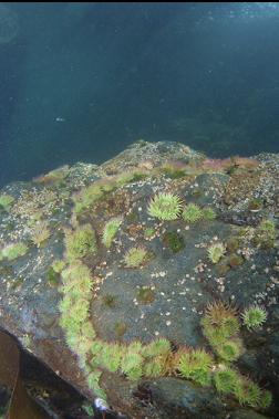 anemones under boat