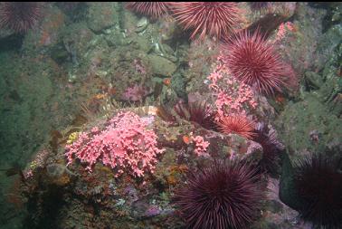 hydrocoral and urchins at base of wall