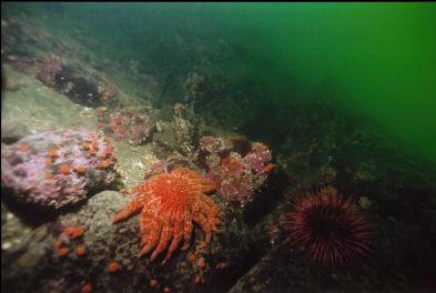 SUNFLOWER STAR, URCHIN, ETC